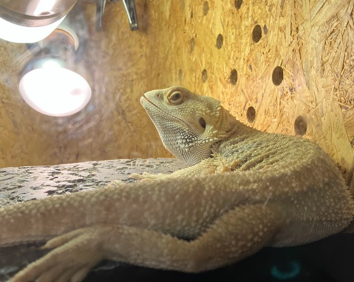 爬虫類の温度管理の重要性｜パネルヒーターなどの器具の設置方法も解説 ...